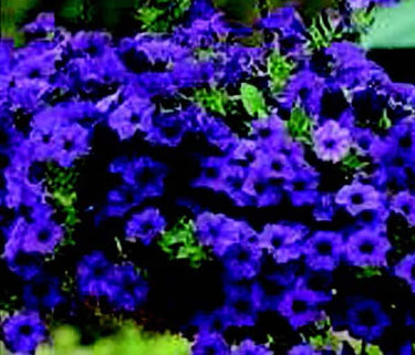 Hybrid Easy Wave Blue Spreading Petunia Seeds